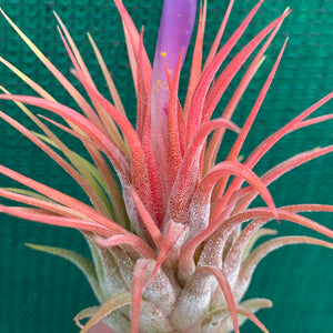 Tillandsia - ionantha 'Stricta'