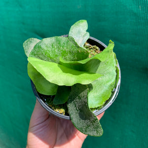 Platycerium - Foongsiqi