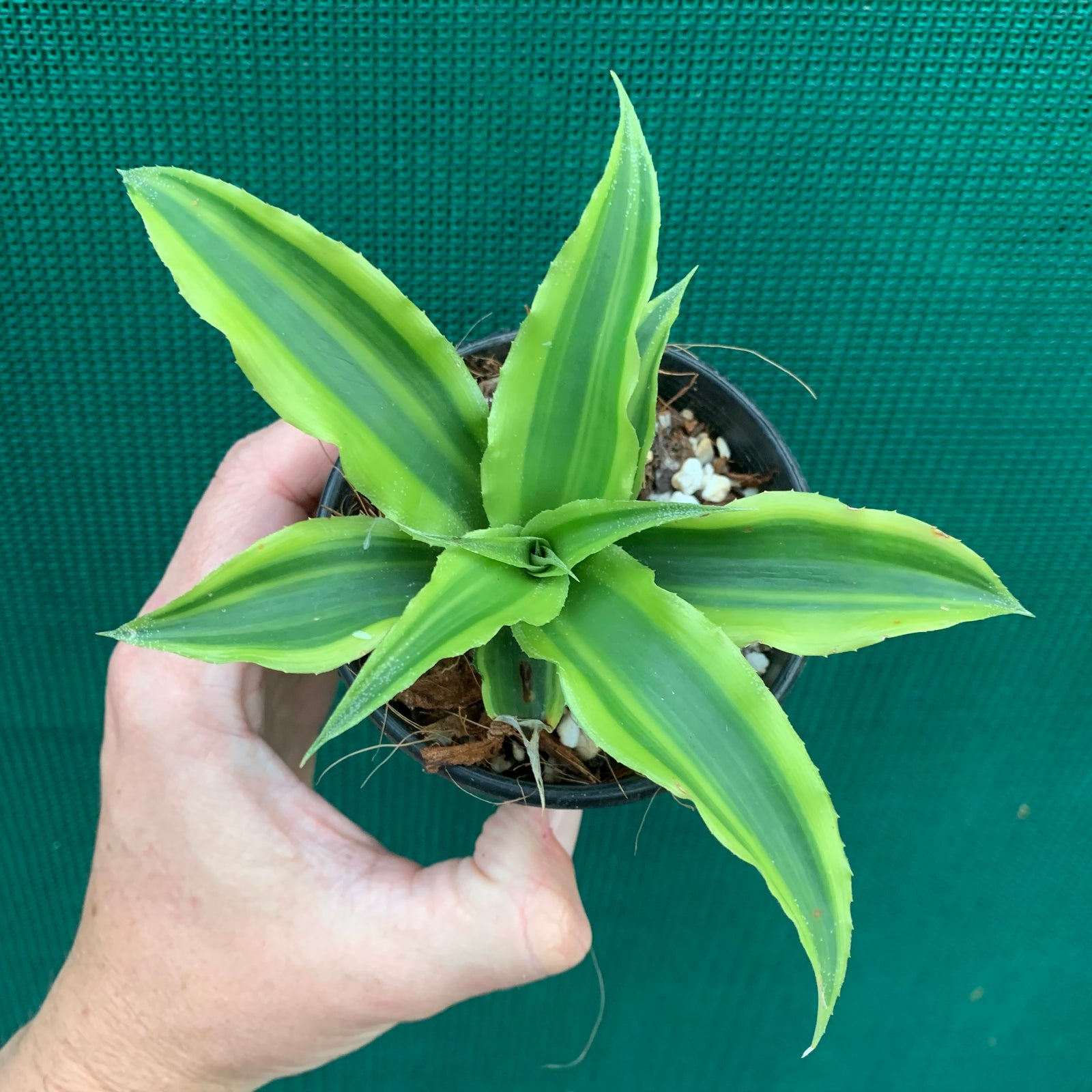 Cryptanthus - Acaulis Variegated