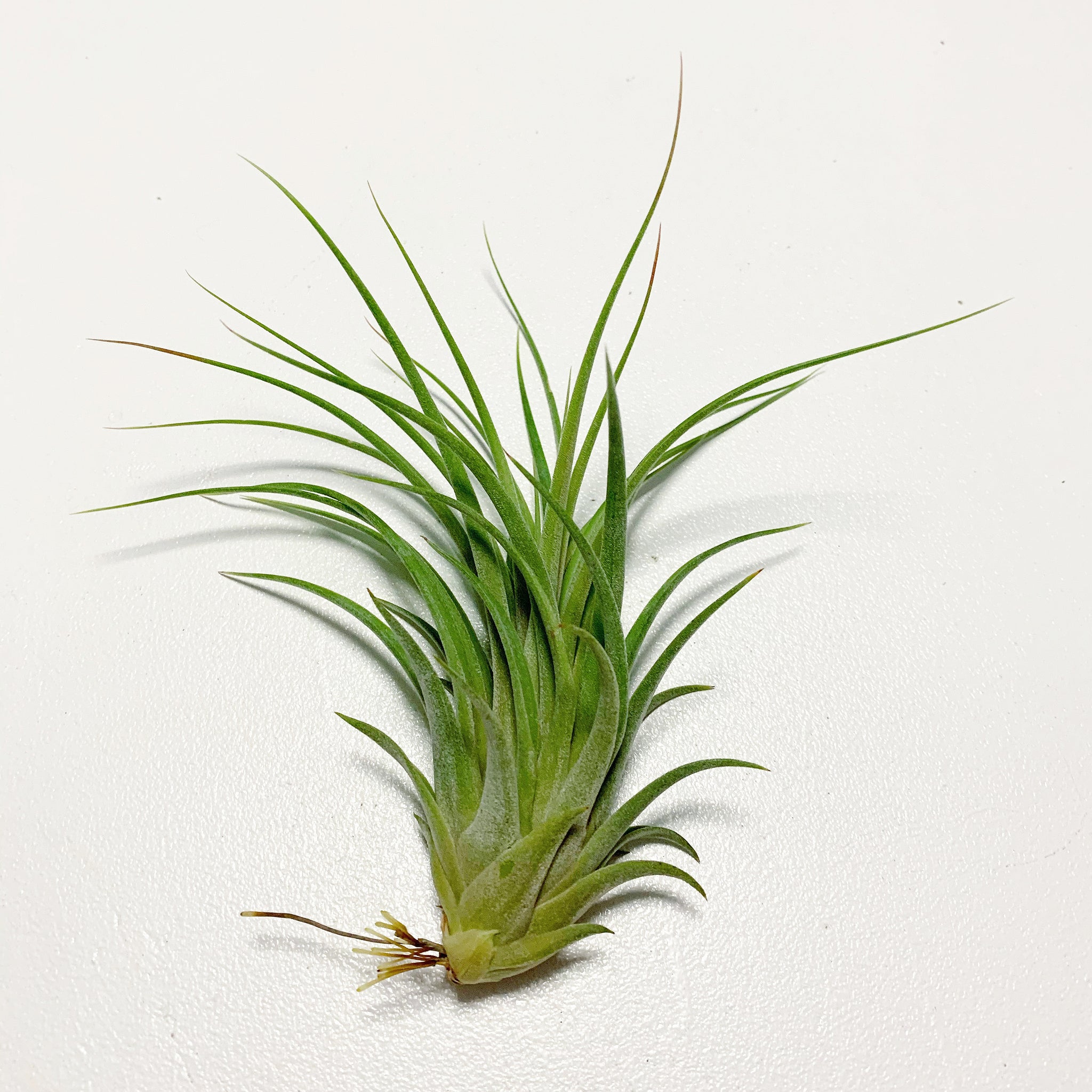 air plants melbourne Tillandsia - Victoria