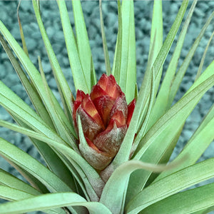 Tillandsia - Hal’s Nidus