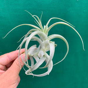 Tillandsia - caticola ‘Splendide’