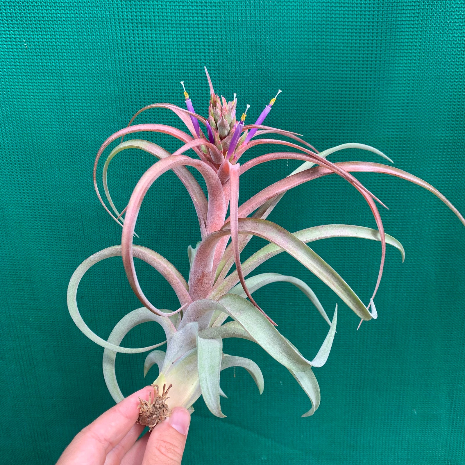 Tillandsia - brachycaulos x streptophylla Nat. Hybrid