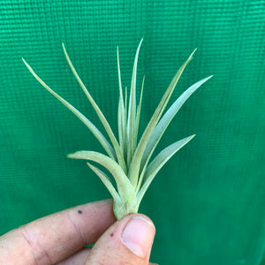 Tillandsia - stricta x tenuifolia (Hybrid 4) ex. PT