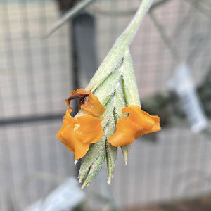 Tillandsia - Mock Orange (Fragrant)