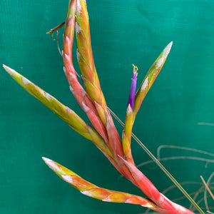 Tillandsia - aff. botterii ex PT NEW