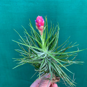 Tillandsia - Cotton Candy ‘Compact Form’