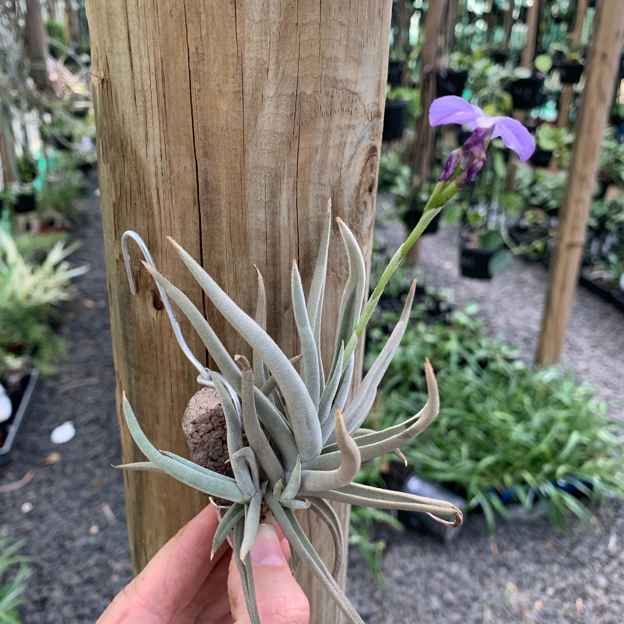 streptocarpa air plant Tillandsia - streptocarpa 'Chicitos Sukk Grun' (Fragrant)