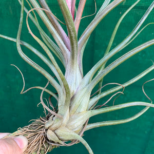 Tillandsia - Crackerjack ex. BG