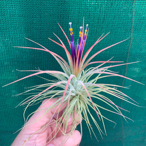 Tillandsia - ionantha ‘APD004’