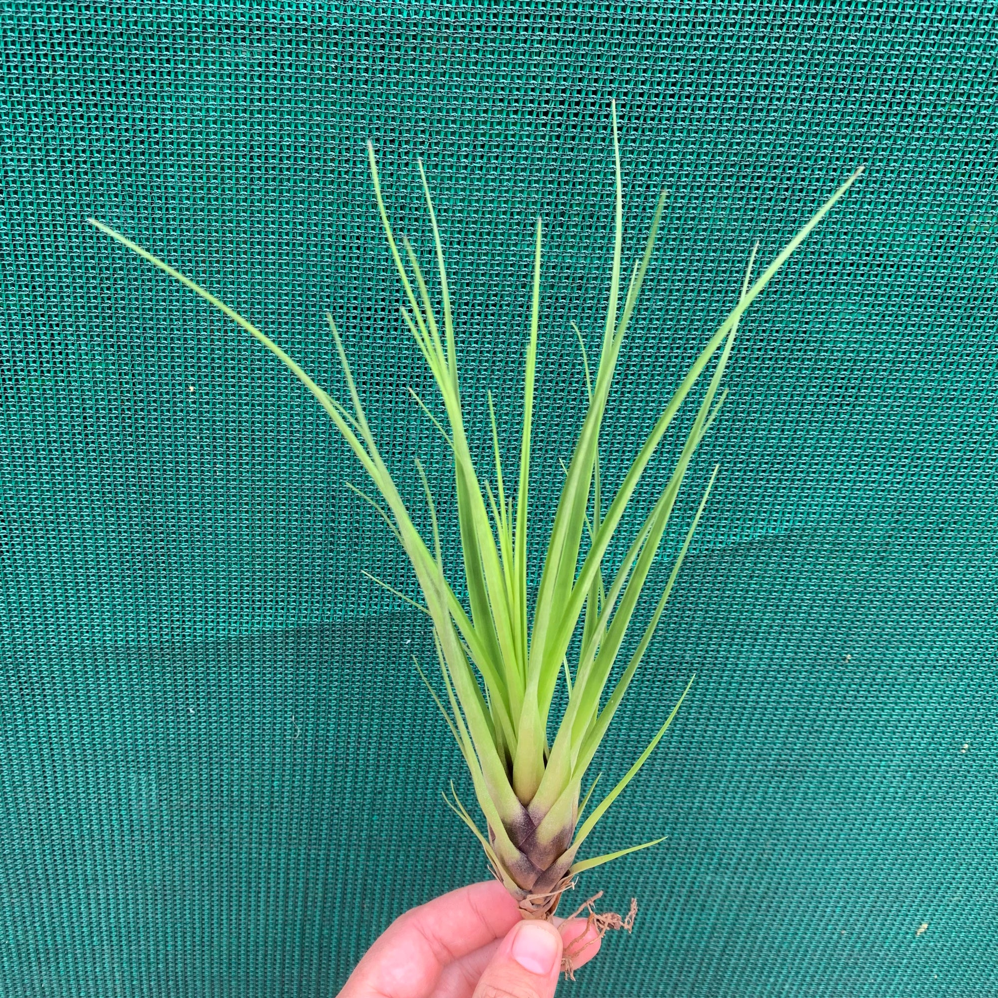 Tillandsia - Tina ex. CC