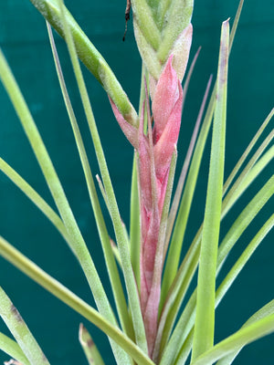 Tillandsia - trieta x streptophylla ex. BG