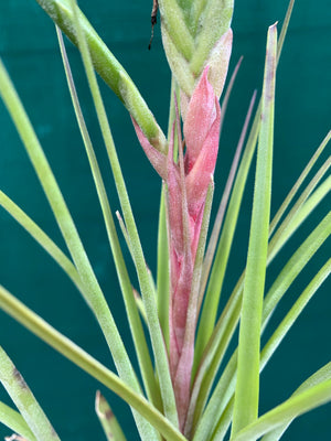 Tillandsia - Trieta X Streptophylla