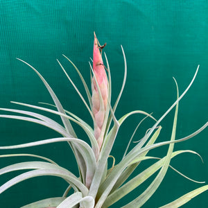 Tillandsia - x correalei ex. PT NEW