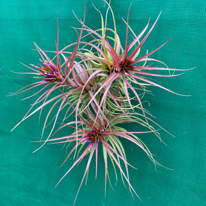 Tillandsia - Sparkler ex. NR