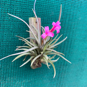 Tillandsia - argentina