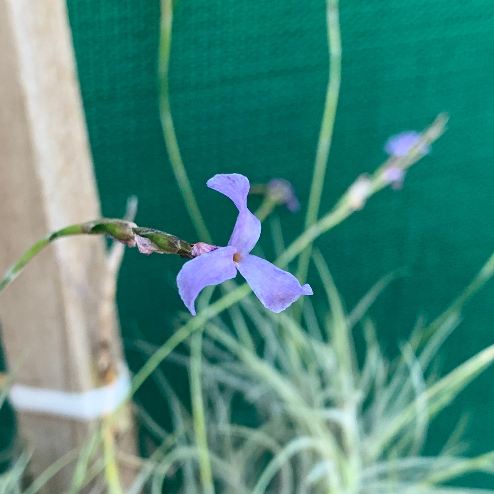 Tillandsia - bandensis ‘Large Form, Blue Flower’ (Fragrant)