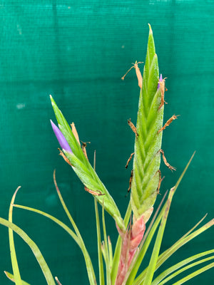 Tillandsia - Trieta X Streptophylla