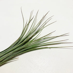 Tillandsia - x Floridana ex. OM