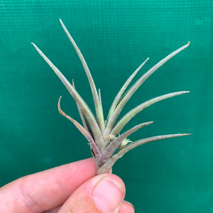 Tillandsia - Margarite ex. PT