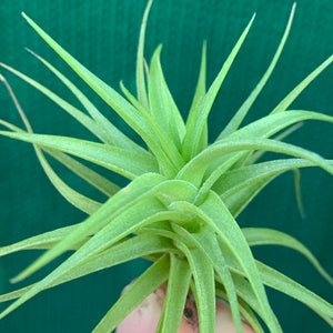 Tillandsia - aeranthos 'Miniata'