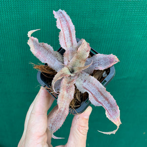 Cryptanthus - Primrose