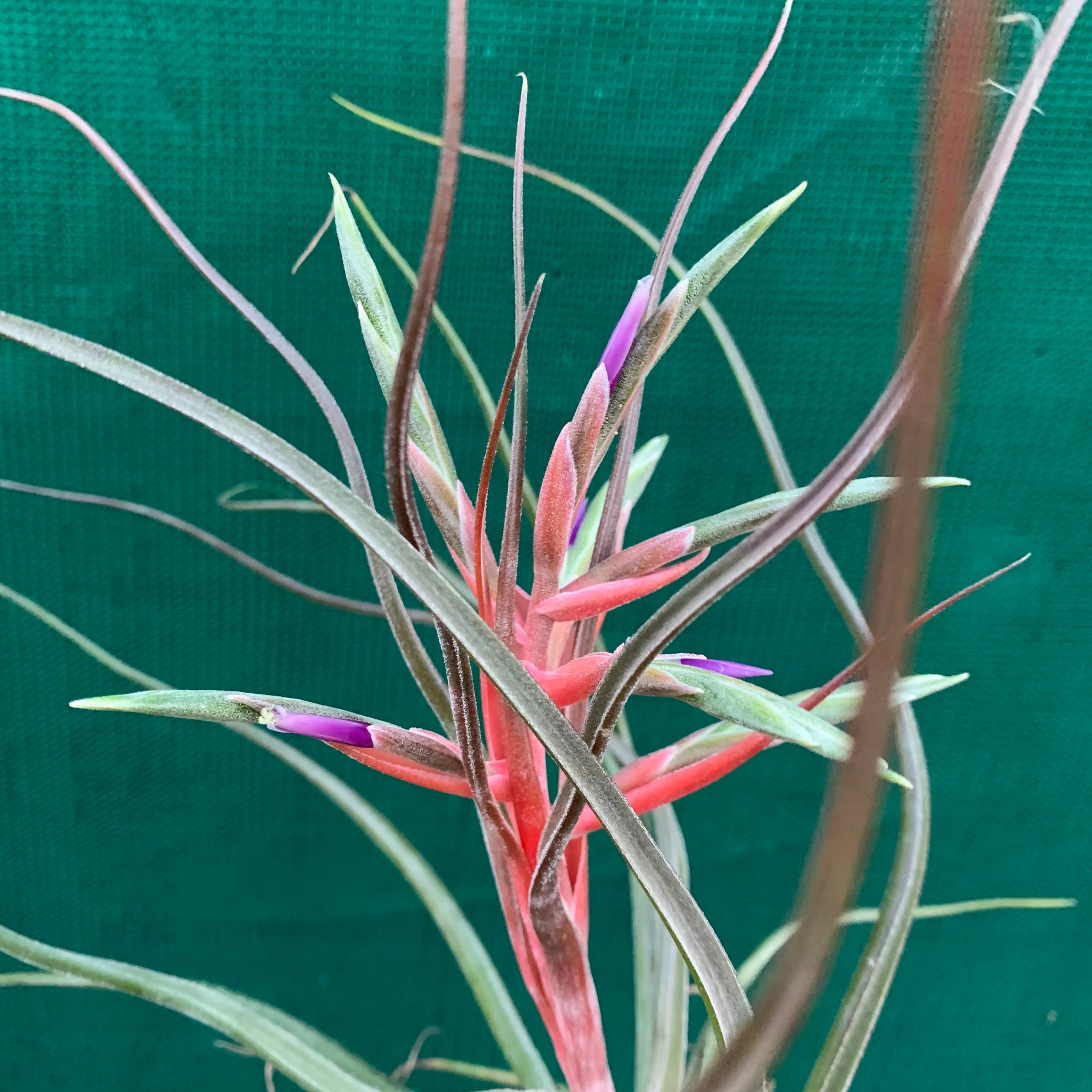 silver air plant Tillandsia - Hyde's Silver