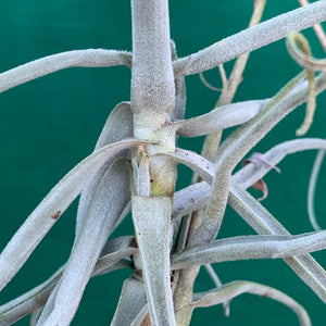 Tillandsia - streptocarpa Len’s Blue x White ex. PT (Fragrant) NEW