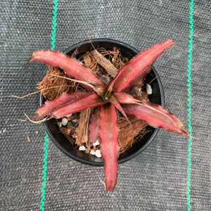 Cryptanthus - Corrine