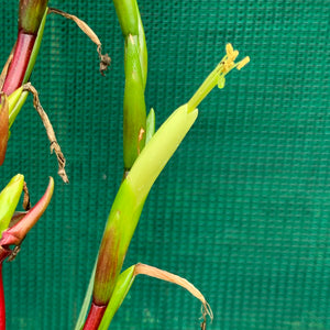 Tillandsia - limbata ex. SN NEW