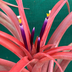 Tillandsia - capitata ‘Red’