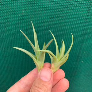 Tillandsia - Polzii ex. PT