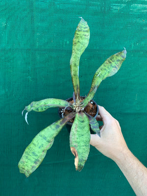 Cryptanthus - Jade