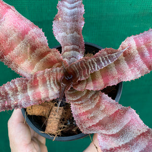 Cryptanthus - Melanie