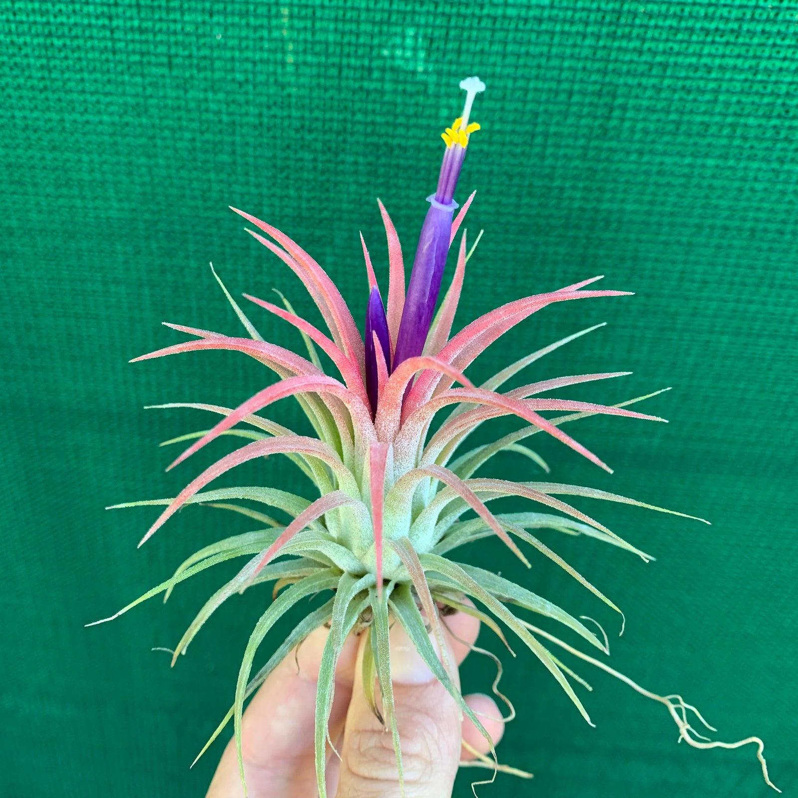 Tillandsia - ionantha ‘Rubra’