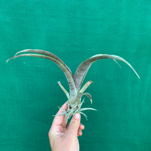 Tillandsia - grandis PB1048