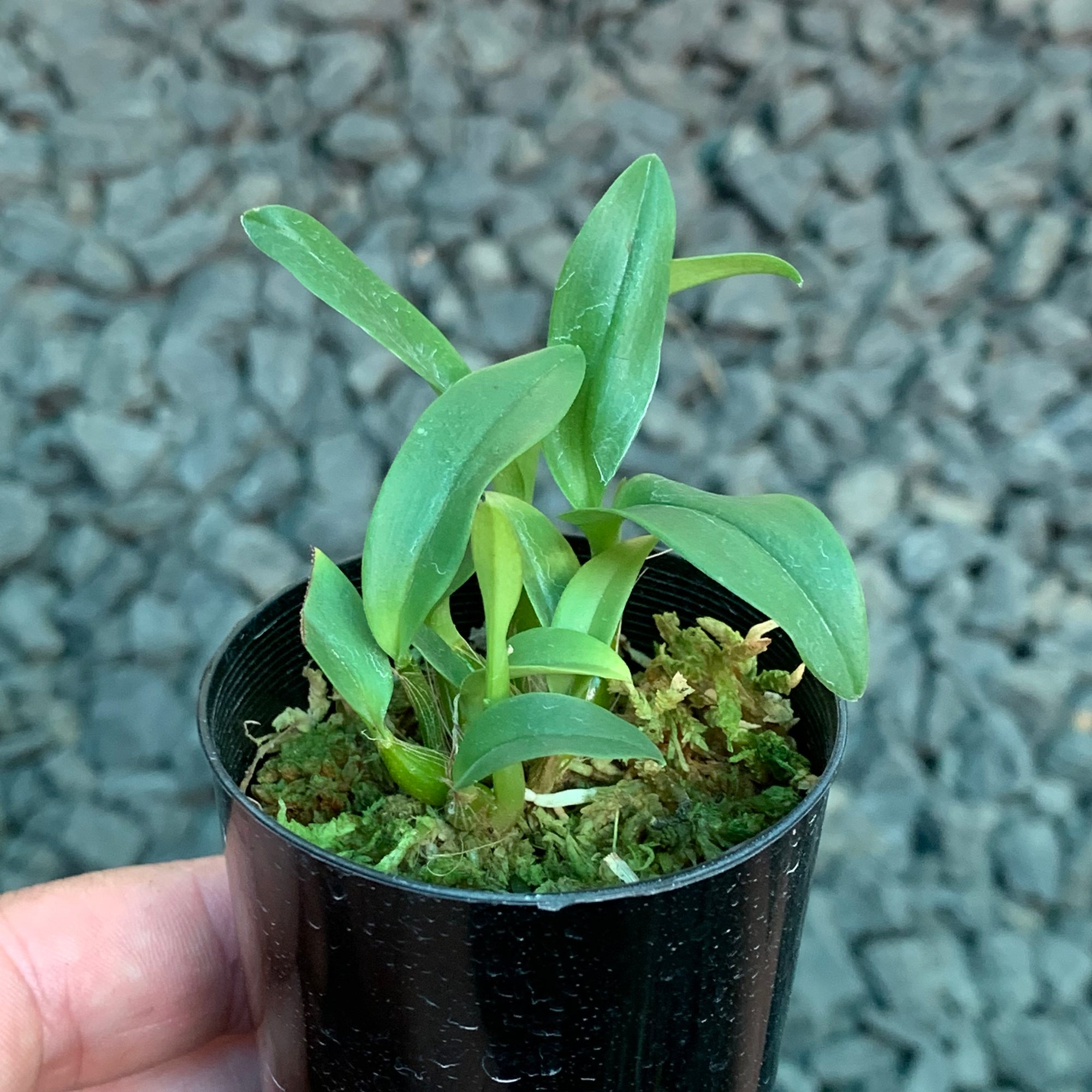 Orchid - Dendrobium Kingianum ‘White Form’