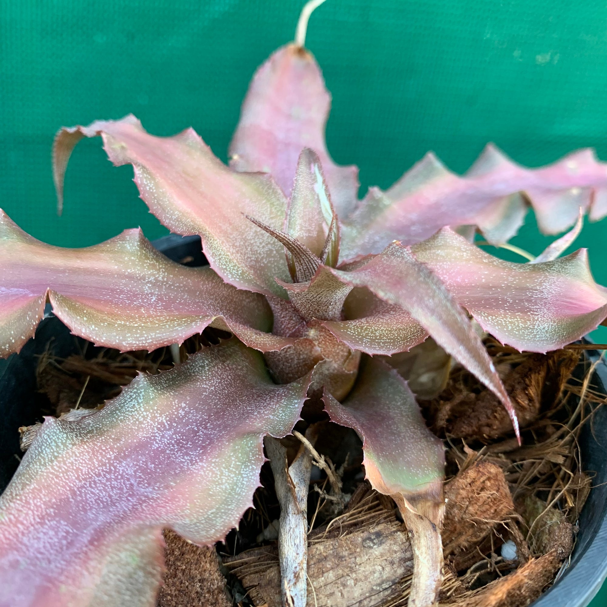 Cryptanthus - Tropiflora