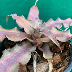 Cryptanthus - Tropiflora