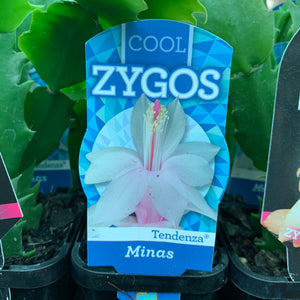 Zygocactus Minas