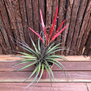 Tillandsia - Roma