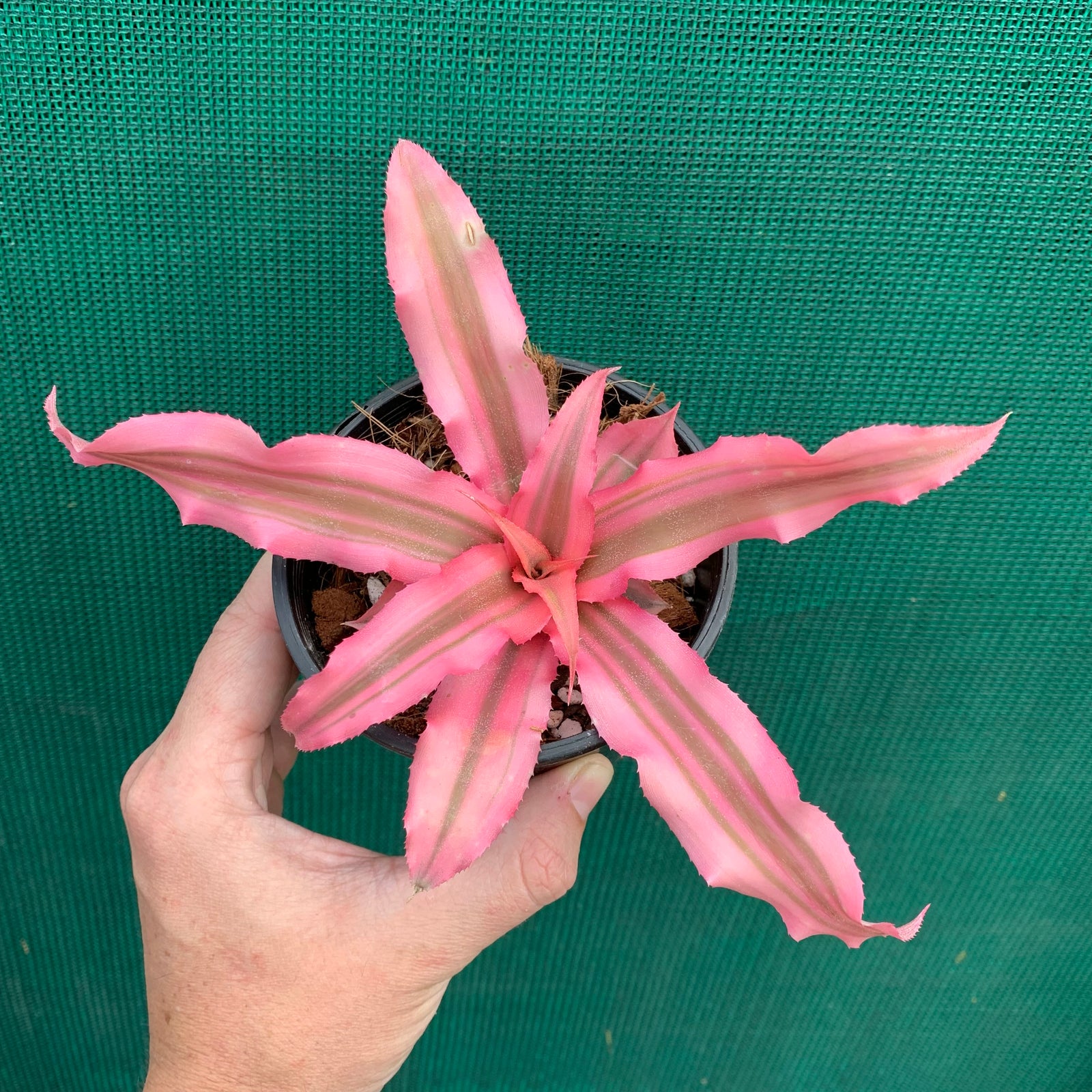 Cryptanthus - Arlety