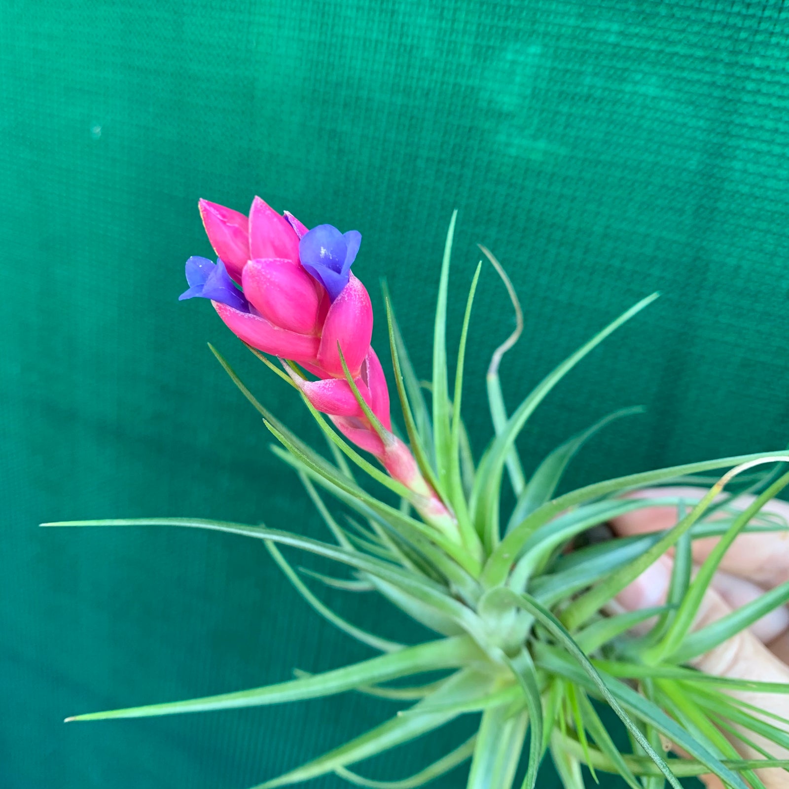 Tillandsia - Holm’s Azurite
