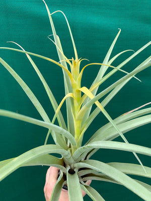 Tillandsia - capitata ‘Tall Yellow’ ex. OM