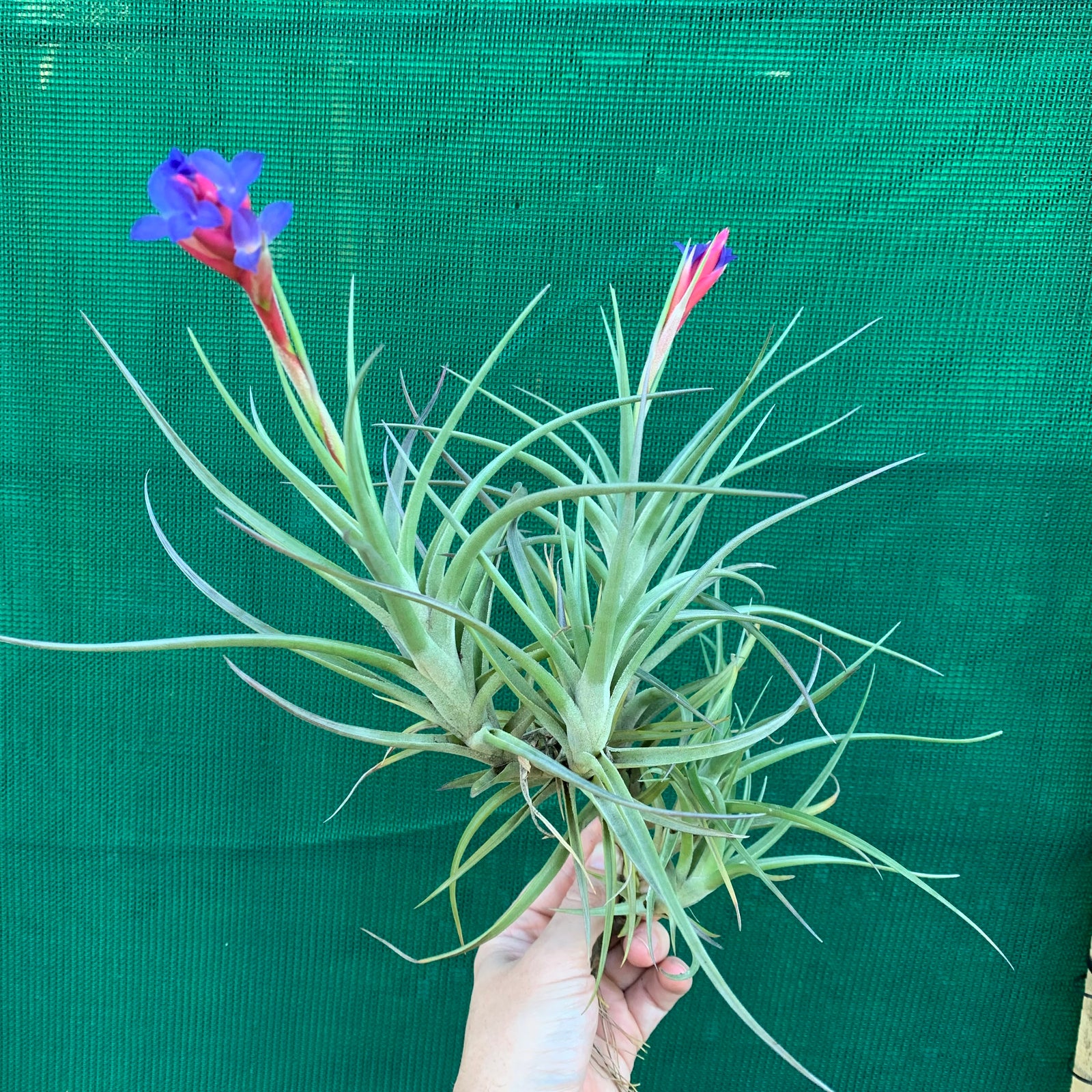 Tillandsia - winkleri ex. PT