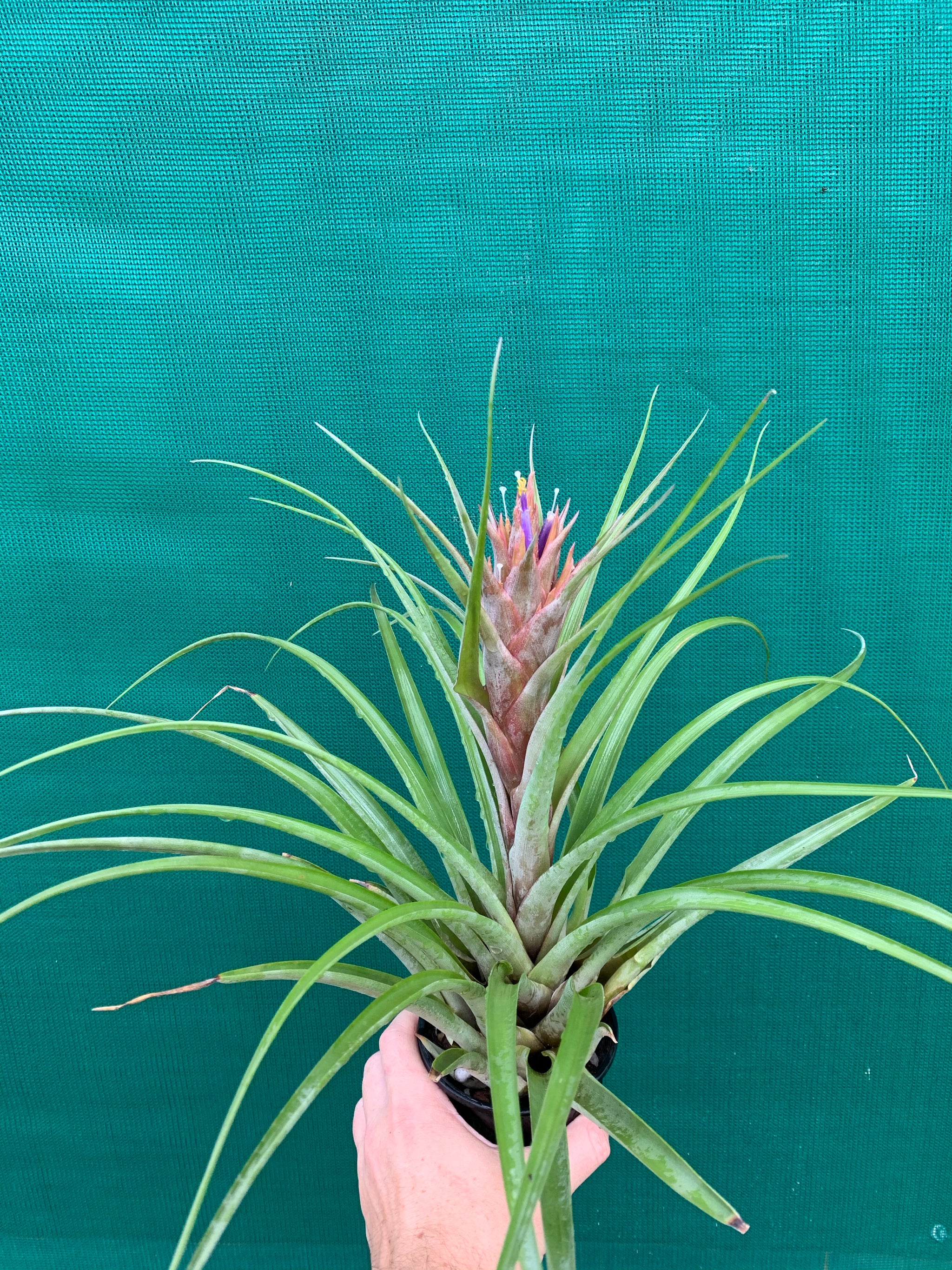 air plants miami Tillandsia - Miami Nice 'Red'