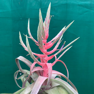 Tillandsia - streptophylla ‘Giant Form’