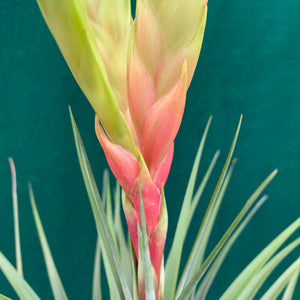 Tillandsia - Fasciculata ‘Pink & Green’ NR50