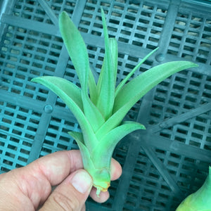 Tillandsia - capitata ‘Marron’ ex. PT