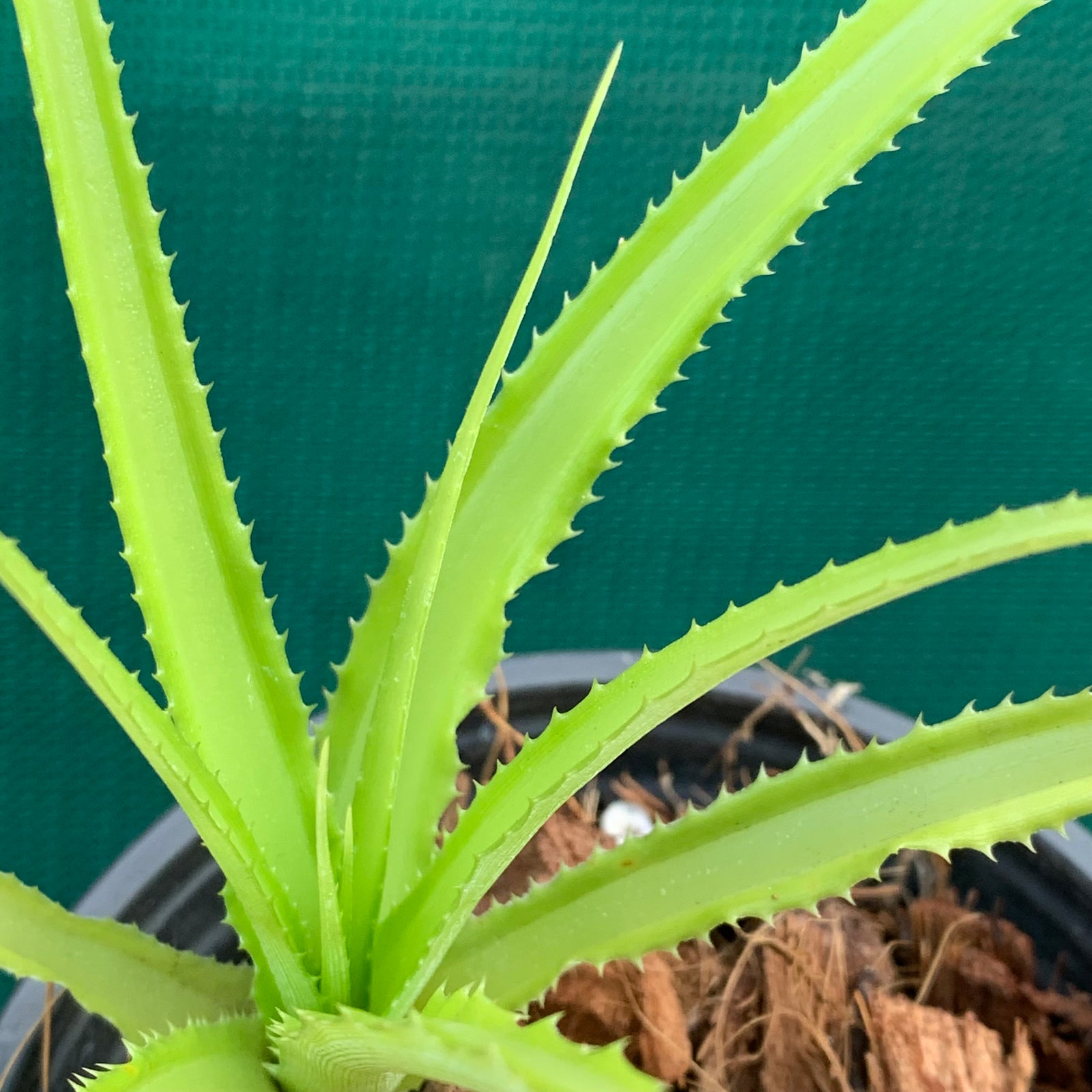 Cryptanthus - Colnagoi